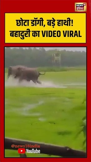 Dog Elephant Fight Viral Video | छोटा डॉगी, बड़े हाथी! बहादुरी का VIDEO VIRAL | #shorts #viralvideo