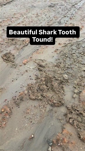 Amazing Angustidens (megalodon Shark ancestor) Shark Tooth found fossil hunting in an ancient ocean floor that had been recently exposed and brought to the surface by @vertesfossils with @joesacks_sharkteeth These Megalodon ancestors are believed to have lived 22-33 million years ago during the Oligocene epoch along giant prehistoric whales, dolphins and many other extinct marine life over what is now South Carolina during much higher sea levels #SHRKco #southcarolina #fossils #prehistoric #shar