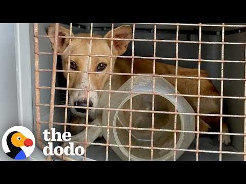 Mama Dog Trapped For Four Days In A Bucket Is Finally Reunited With Her Puppies | The Dodo