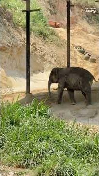 Junior is So Lonely! Wandering Alone at Yutthasak Elephant Sanctuary - Thai Elephant Story