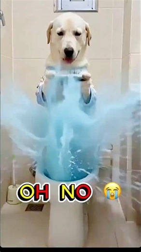 The Toilet EXPLODED 😭