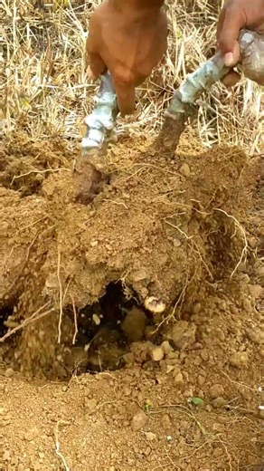 how to properly pull out cassava #shorts