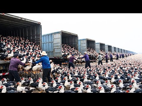 Inside the World’s Largest Duck Farms: Eggs, Feathers, and Meat Production Process
