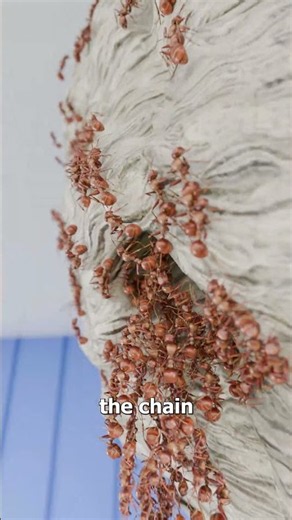 Ants Form A Chain To Raid A Wasp Nest 😮