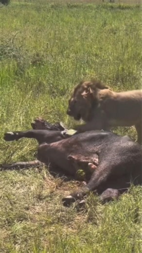 The male lion found the carcass of a stiff buffalo