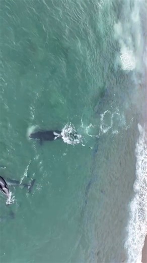 Amazing predation footage, taken in punta norte 🇦🇷 🎥 Punta Norte Orca Research | Orcas
