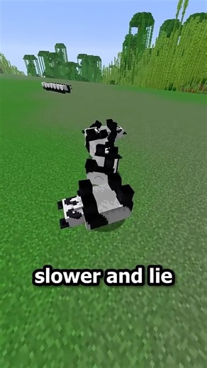 Pandas Are So Cool!