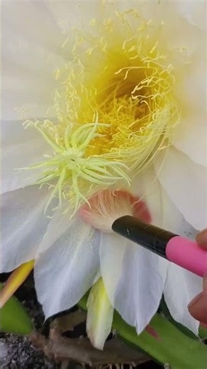Hand pollination of dragon fruit flowers #dragonfruit #gardening #handpollination #shorts