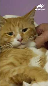 Veterinarios hacen todo para salvar la pata de un gato | Veterinarios de Texas | Animal Planet