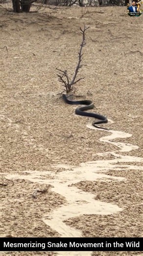 Mesmerizing Snake Movement in the Wild #snake #wildliferescue #wildlifeentertainment #wildlife