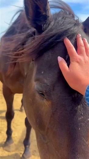 ONE CHANCE CHANGED ELLIE’S LIFE — THIS IS THE MIRACLE OF RESCUE! #horse #help #rescue #equestrian