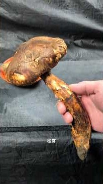 ⚠️55秒でわかる‼️【鱧（ハモ）と松茸（まつたけ）】丁寧に愛を持って調理することは美味しさに比例する💥明日使える雑学と一緒にEnjoy！#japan #shorts #howto