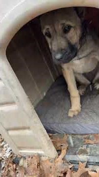 Spring changes to winter over night #narrowayhomestead #offgrid #weather #coldweather #snow