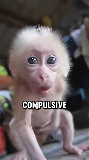 Tyler the baby monkey 💀 #animals #fyp | monkey videos