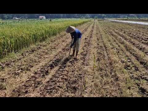 SMART FARMER USES A SIMPLE TOOL WITH A BRILLIANT FARMING TECHNIQUE - Agricultural Farming