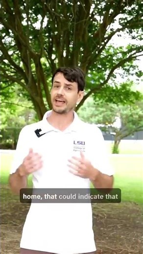 Termite swarms are taking off #termitemanagement #termitespecialist #termitecontrol #pestcontrol