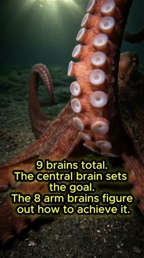 Octopus — Independent Arms