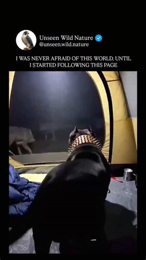 Unseen Wild Nature on Instagram: "Dog vs Wolves – A Fight of Survival 🐺⚔️🐕 A confrontation between a domestic dog and wild wolves is deeply unequal and usually ends in tragedy for the dog. Wolves are apex predators evolved specifically for combat and cooperation. They are larger, faster, and far more experienced fighters, with stronger jaws capable of crushing bones and a bite force powerful enough to disable prey quickly. Unlike dogs, wolves fight with lethal intent, aiming for the throat, le