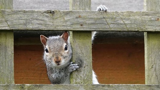 RSPCA advice if you find a sick or injured squirrel in your garden