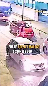 Woman acts fast when pit bull attacks puppy 😱