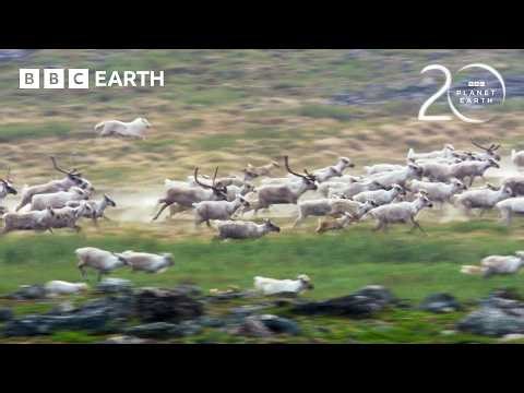 Starving Wolf Hunts Caribou | 20 Years of Planet Earth | BBC Earth
