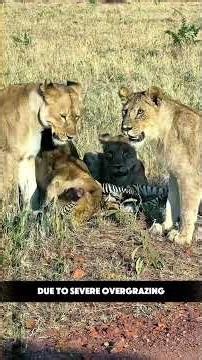 Lions Surrounding a Defenseless Newborn Zebra Foal! #nature #lions #zebra #wildlife