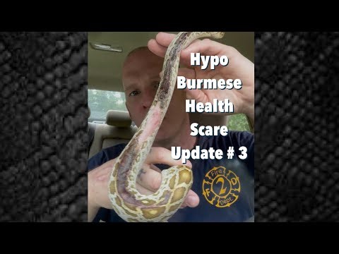 Hypo Burmese Health Scare Update # 3