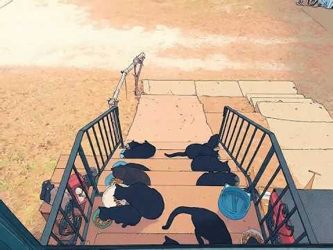 Curnes Cats Live Stream! A.M.