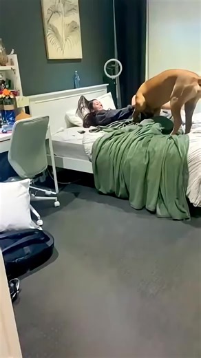 Cheeky Boerboel Puppy Sully Loves Attention