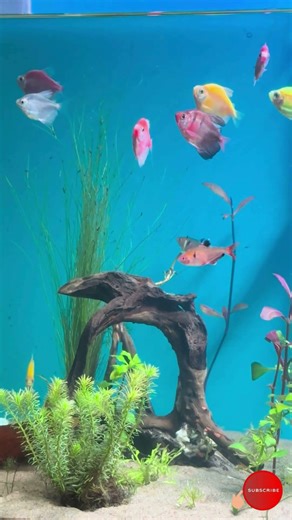 🔴 Fish Tank | Fish for Cats to Watch (4K HDR) #eel #eelfishing #gaintgourami #plantedaquarium