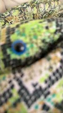 ￼ Pet reticulated python is getting really old subscribe if you think my pet￼ snake is cute