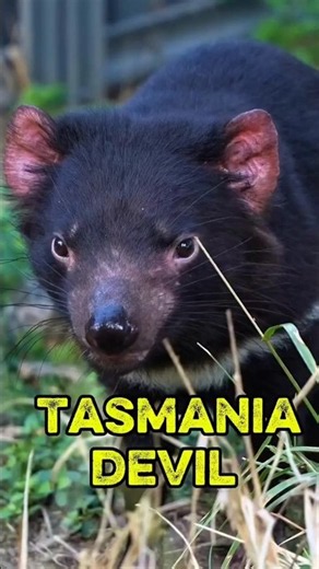 Tasmanian Devil #animal #animalfacts #tasmania