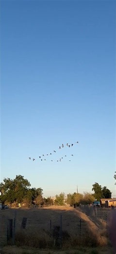 Geese #Gesse #Honking #Flying #Goose #Nature