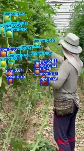 Real-Time Tomato Ripeness Detection using YOLOv8 | Computer Vision Demo