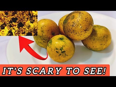 Why Do Ripe Oranges Have Cuts, Black, and Green Spots? Revealing Traces of a Microscopic Killer!