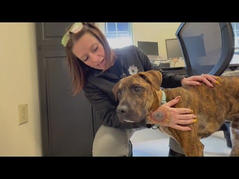 Update on Rico: This pup has healed after being hit by a car and needs a home