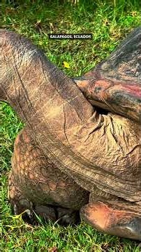 Top 5 Things You MUST Do in Galapagos! ✈️ #Shorts