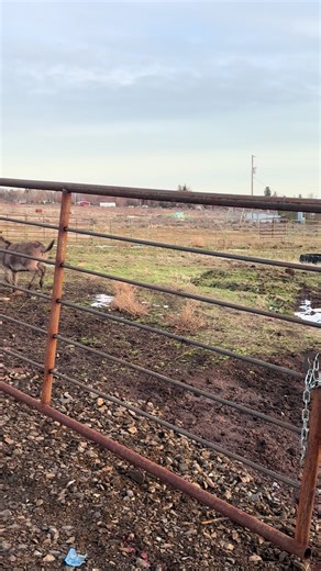 DonKaay was zooming around having fun in all the mud. #minidonkey #farmlife