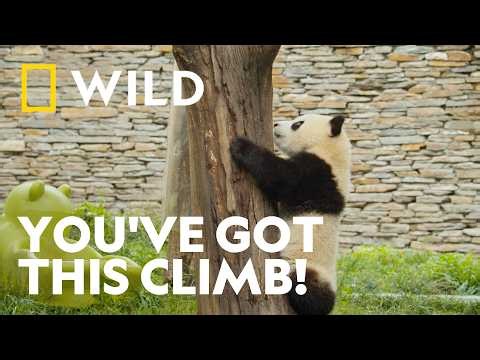 One Little Panda, One Big Climb | Panda School | National Geographic WILD UK