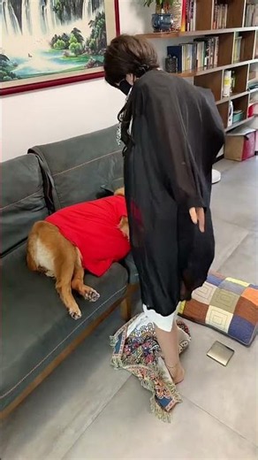 和你在一起，每天都是新惊喜！ #funny #pets #goldenretriever #美女搞笑