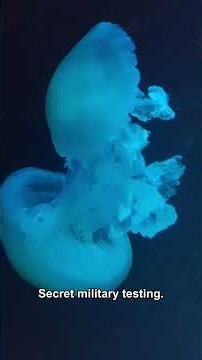 The Bloop: The Ocean Sound Nobody Could Explain