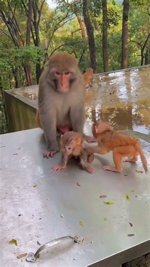 Two Cute Baby Monkeys Fighting Like Humans! Too Funny 😂🐒💥