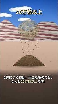 西部劇で転がる草の玉は、なぜ転がる？