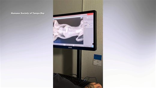 Shelter dog's fractured leg leads to shocking discovery during X‑ray