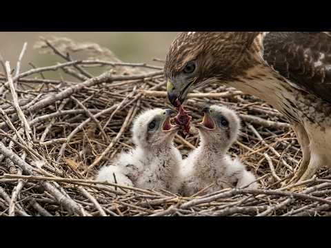 Red-Tailed Hawk: 70 Days From Egg to Survivor | Life Wildlife
