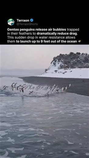 Watch These Penguins Blast Out of the Water