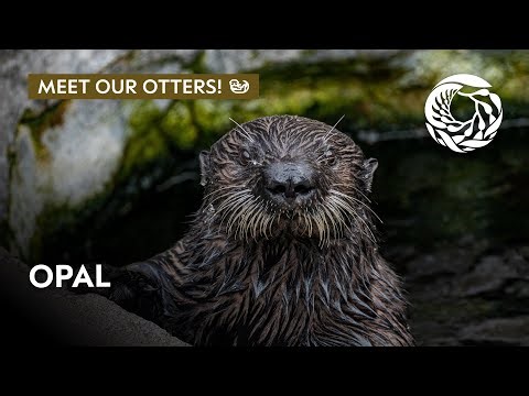 Meet Opal the sea otter! | Monterey Bay Aquarium