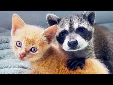 My kitten and the raccoon pup I rescued are now best friends