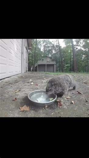 She Left Water for One Groundhog… Then EVERYONE Showed Up! 😂❤️