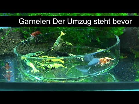 The move is imminent for the dwarf shrimp. Therefore, here's a current update on the aquariums